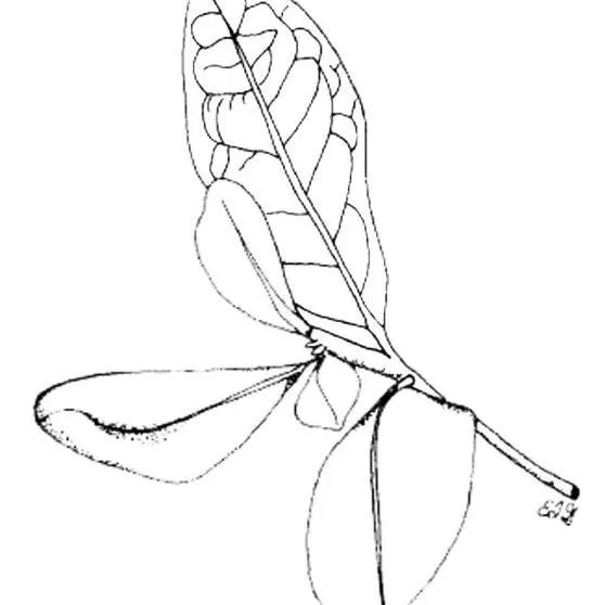 thumbnail for publication: Byrsonima lucida Locustberry